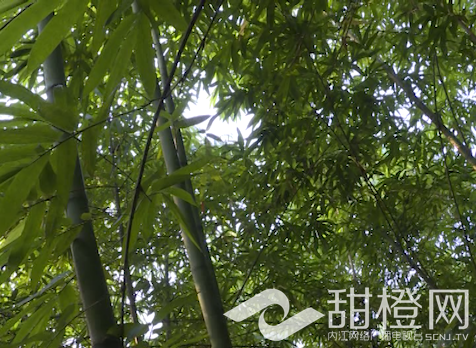 大叶麻竹获丰收村民口袋有进账