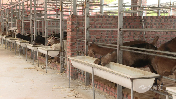 畜禽产业 (2)[00-00-04][20200623-144329708].jpg