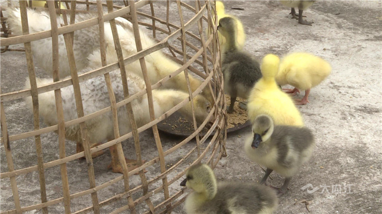 王立兵发展生产 (1)[00-00-02][20200623-144416704].jpg