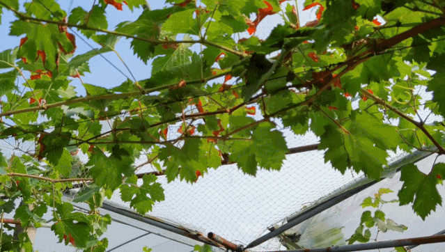 280037_1593001292949664.jpg 640.jpg