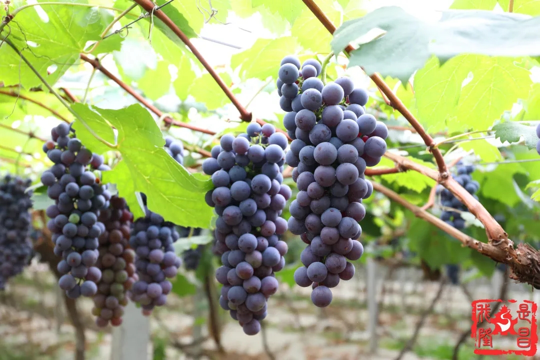 280037_1593001369489126.jpg 640.webp (1).jpg