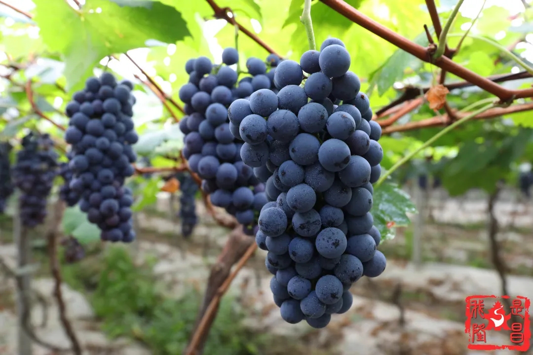 280037_1593001414485831.jpg 640.webp (4).jpg