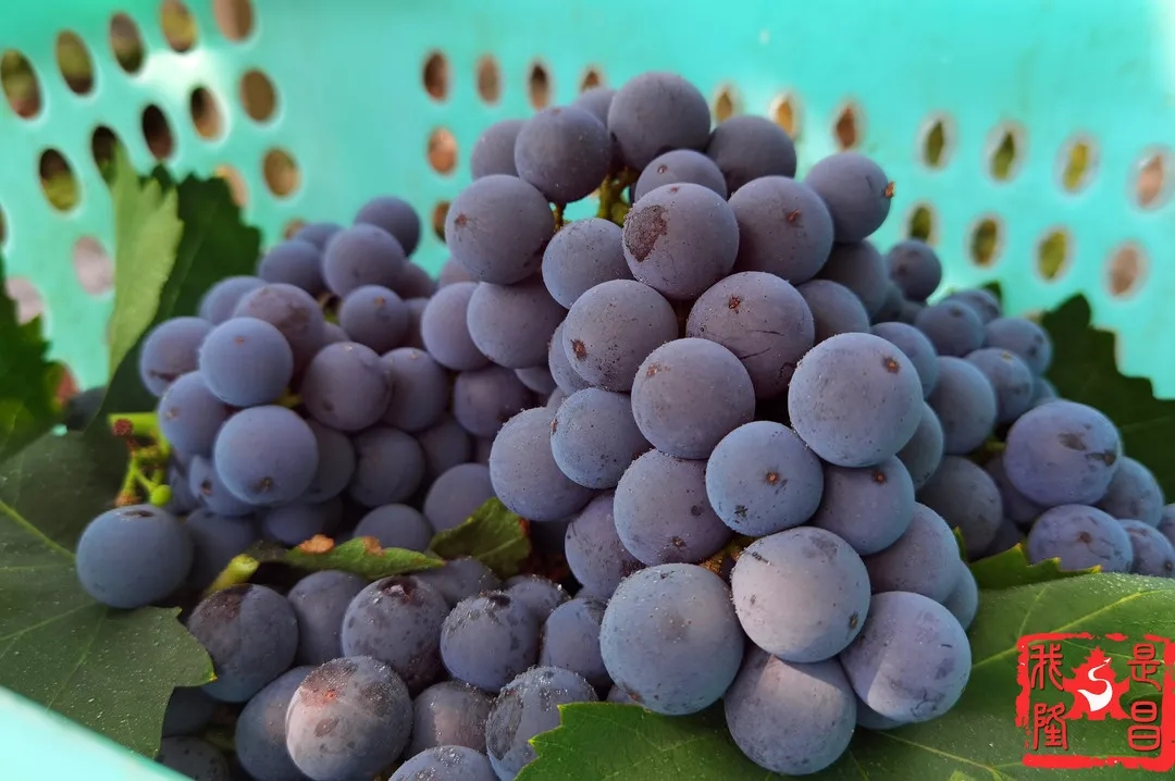 280037_1593001466517908.jpg 640.webp (7).jpg