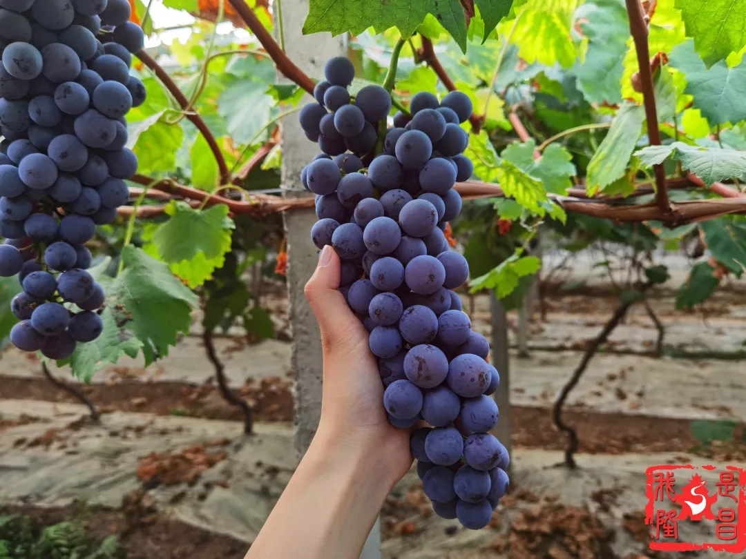 280037_1593001503974493.jpg 640.webp (9).jpg