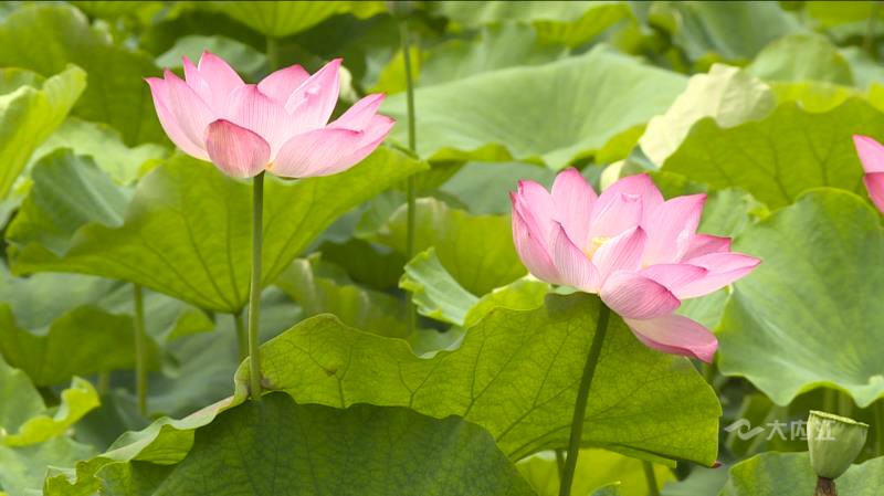 281698_1592797347979548.jpg 荷花2.jpg