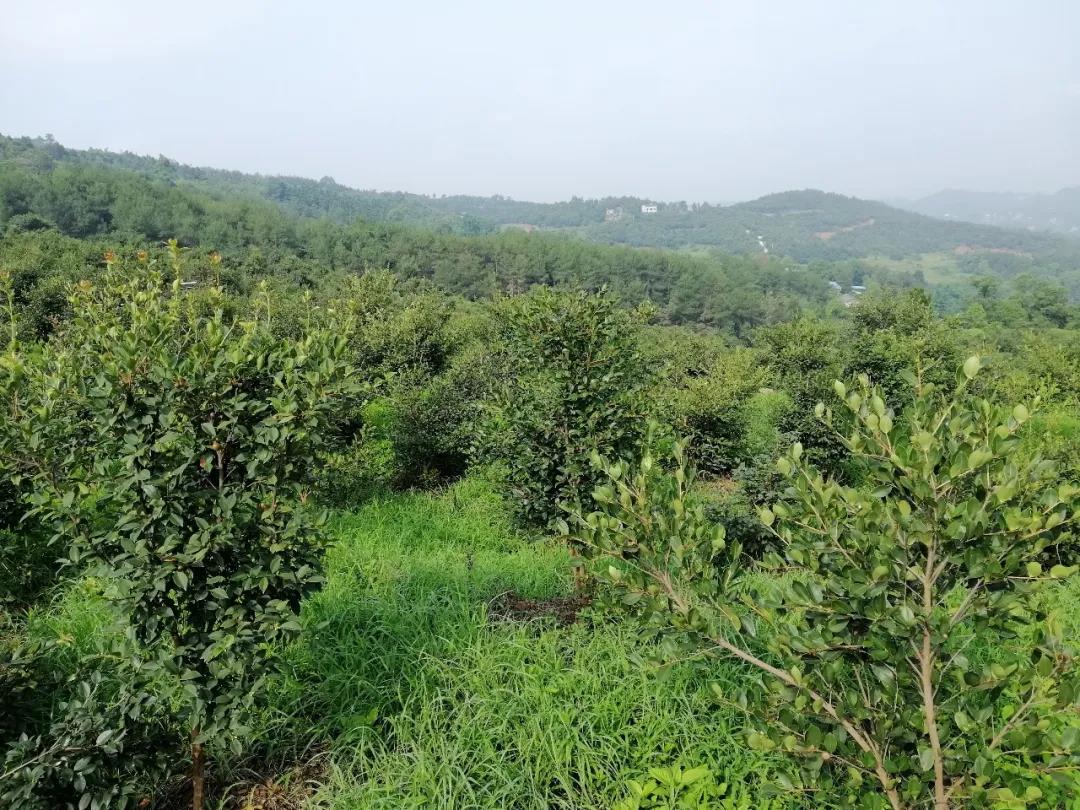 281604_1594213048506794.jpg 2.jpg