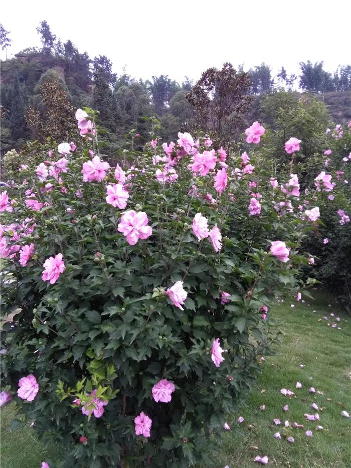 281604_1594213078876280.jpg 5.jpg