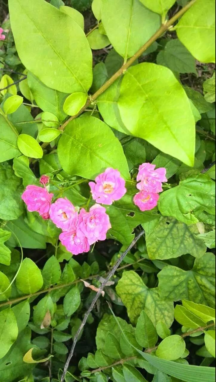 281604_1594213087212331.jpg 6.jpg