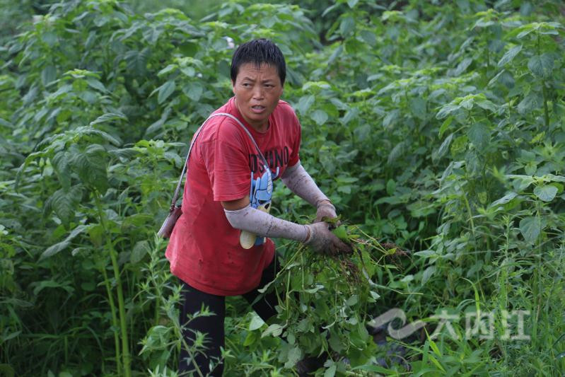 281698_1594973271824592.jpg QQ图片20200717160431_副本.jpg