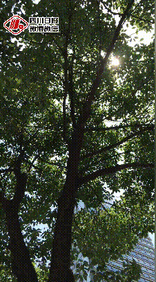 微信图片_20200805165359.gif