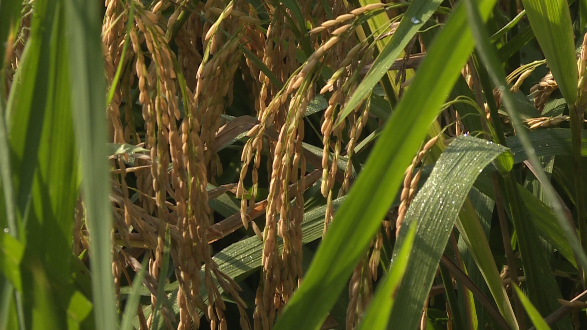 281877_1598614431447236.jpg 04.JPG