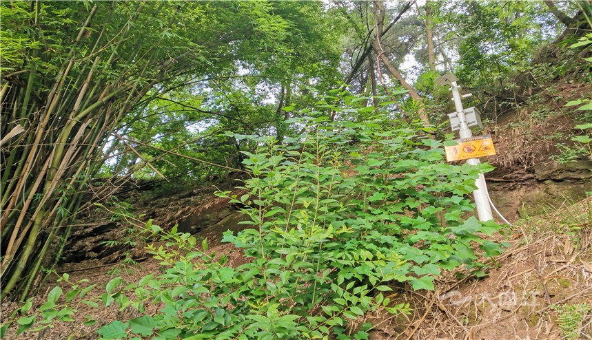 74005_1598066096728719.jpg QQ图片20200822111050.jpg