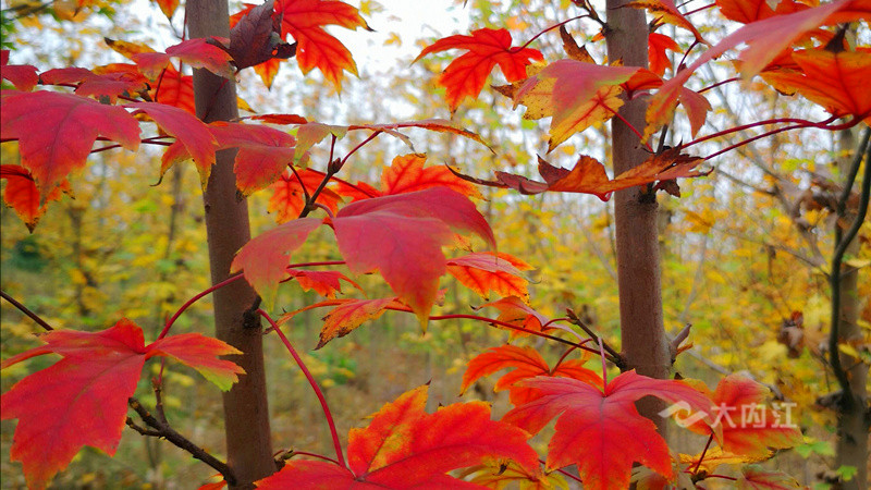 281606_1604482771987667.jpg QQ图片20201104173610.jpg