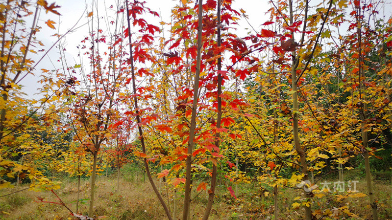 281606_1604482782356822.jpg QQ图片20201104173603.jpg