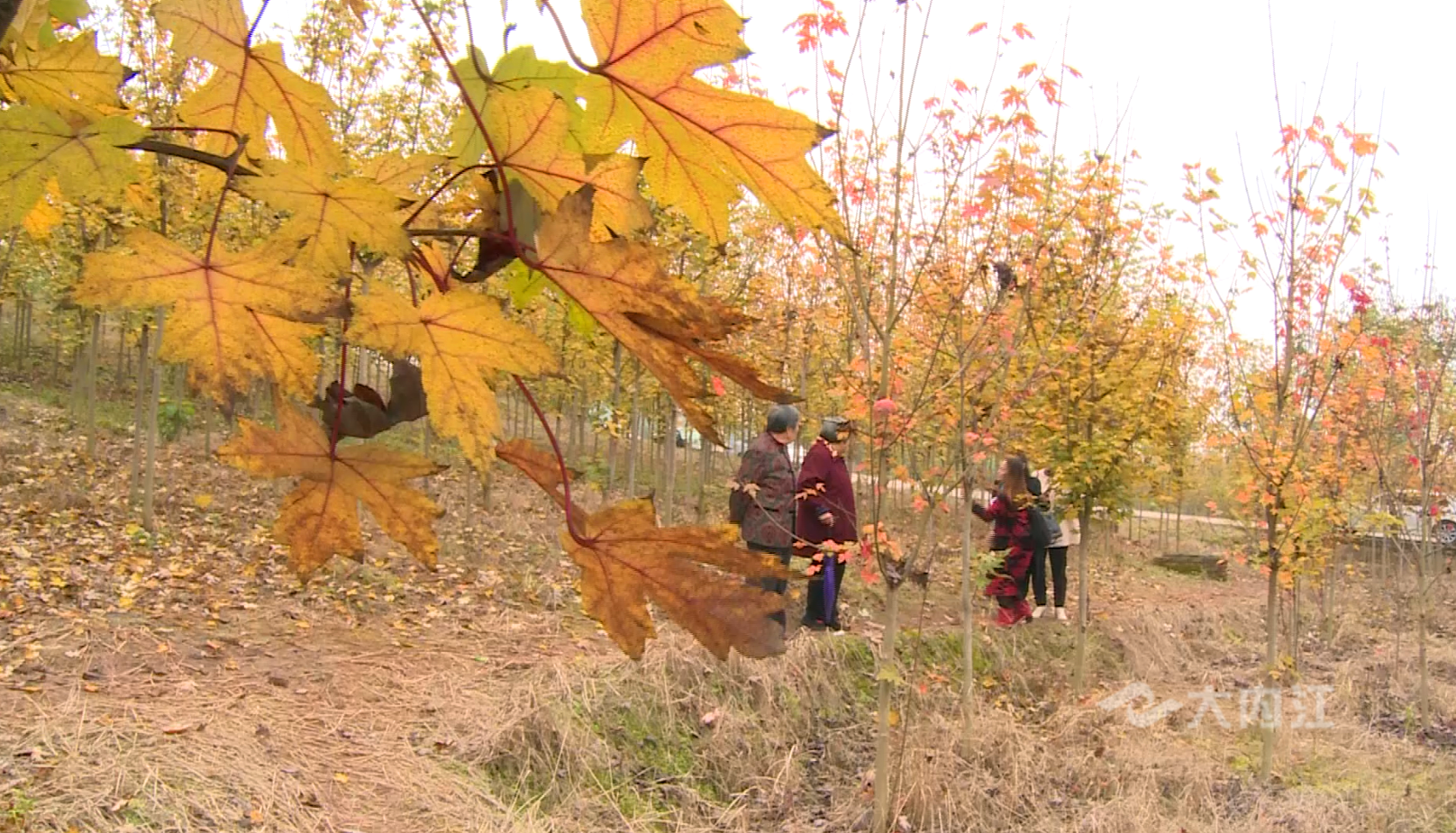 281606_1604482795236624.png QQ图片20201104173621.png