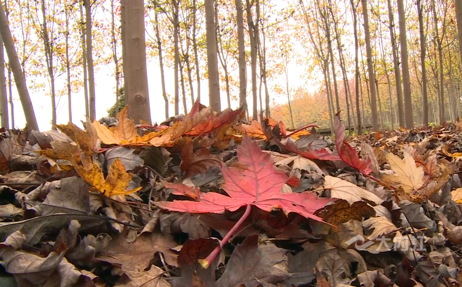 281606_1604482811364326.png QQ图片20201104173627.png