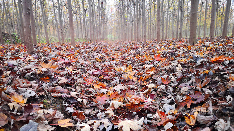 281606_1604482837899995.jpg QQ图片20201104173552.jpg