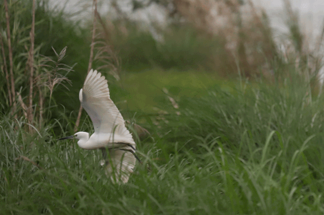 281606_1605789284803284.gif 微信图片_20201119203146.gif