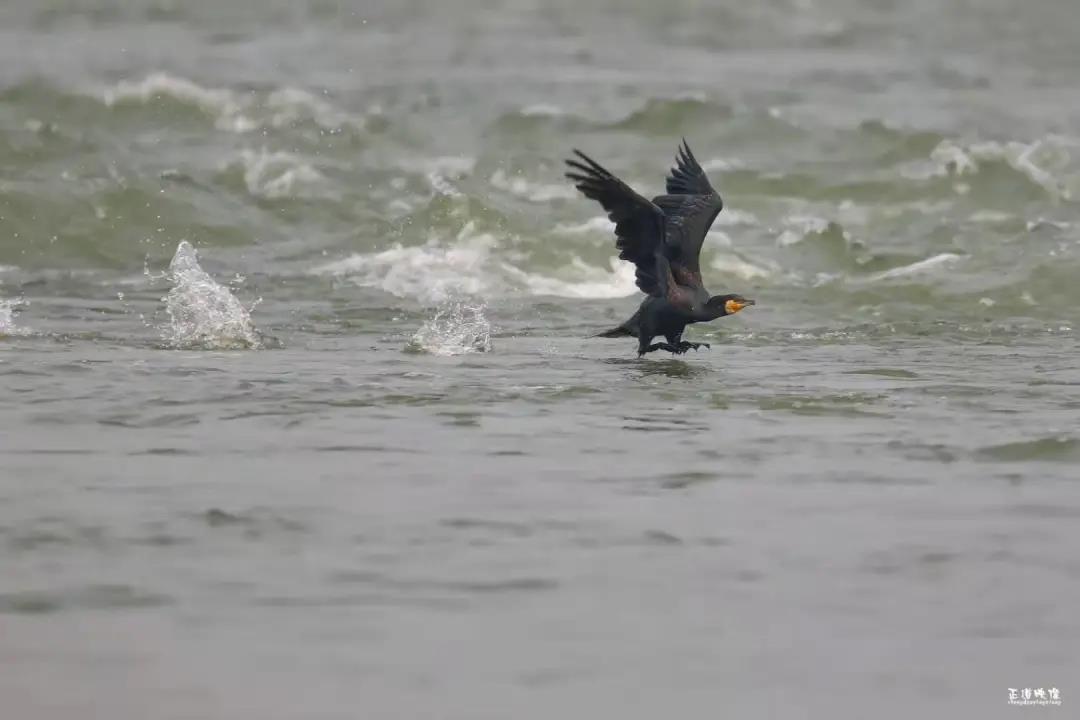 281606_1605789295743437.jpg 微信图片_20201119203151.jpg