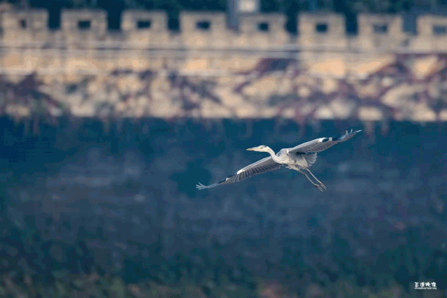 281606_1605789314420889.gif 微信图片_20201119203211.gif