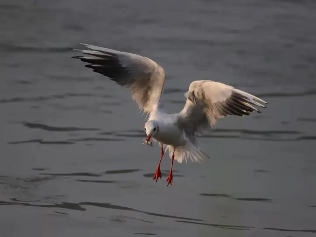 281606_1605789524853919.jpg 微信图片_20201119203220.jpg