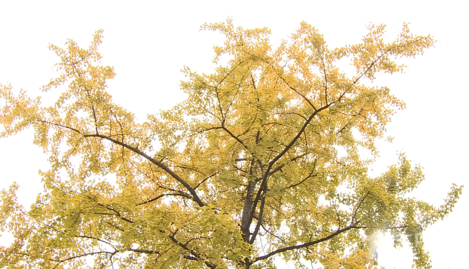 281877_1604386290874778.jpg 11.jpg