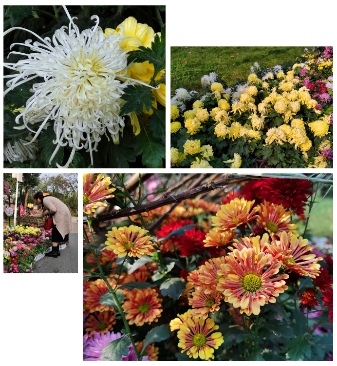 281877_1605605033122024.png 2.png