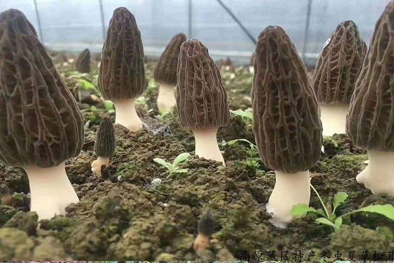 网络图片 (6).jpg