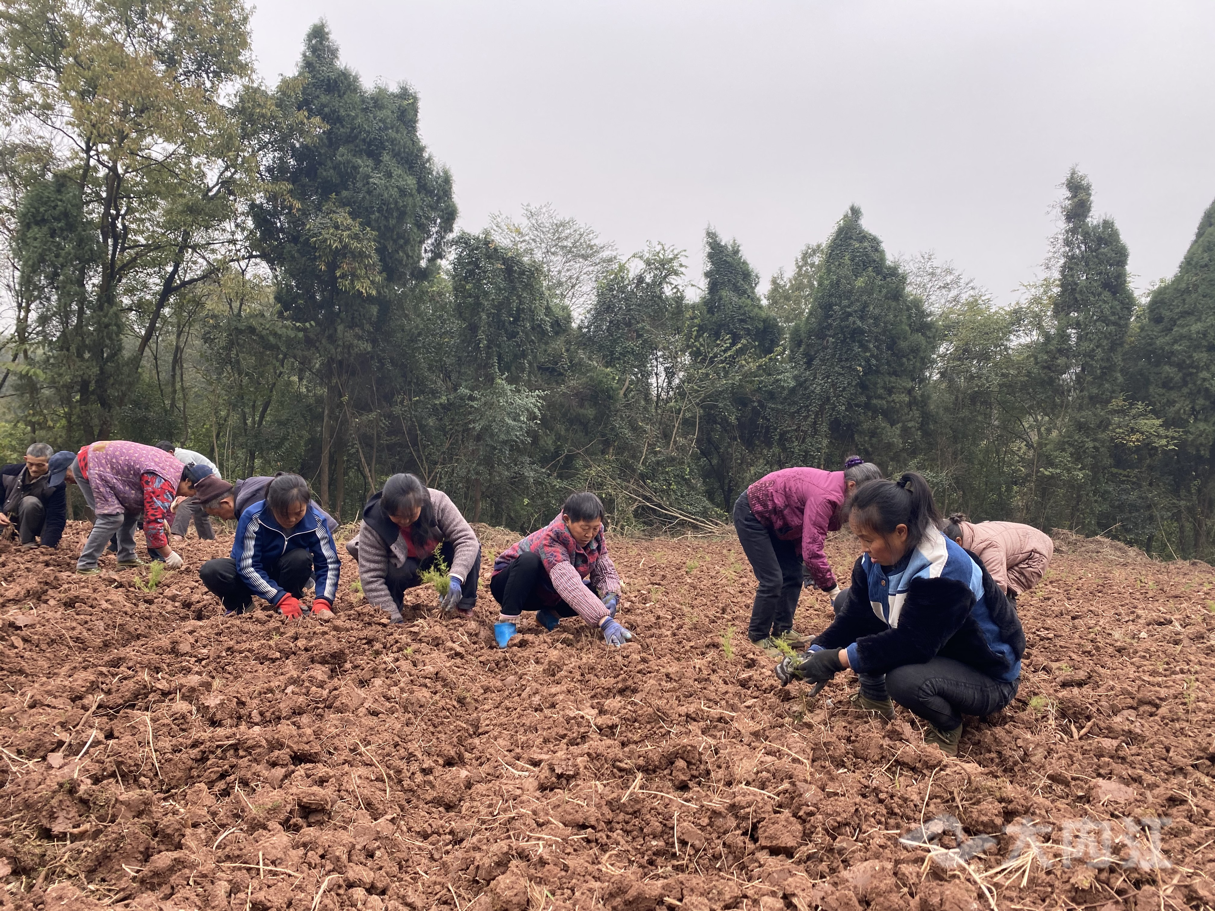 282377_1606897665226587.jpg 药材1.jpg