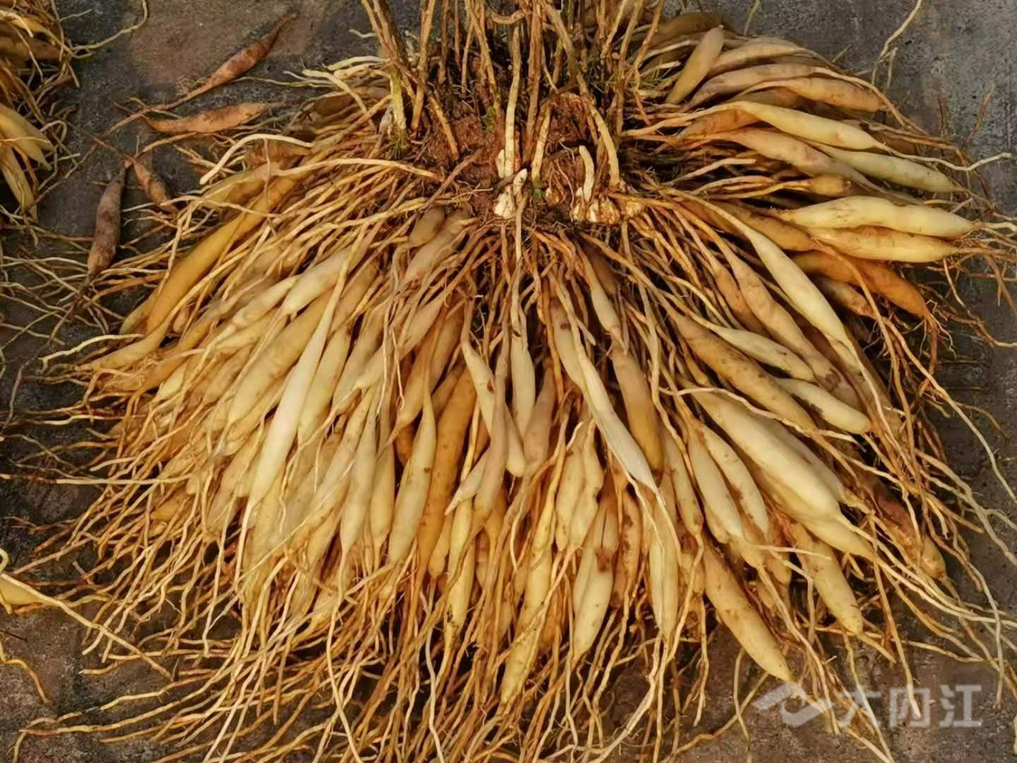 282377_1606897685359699.jpg 药材6.jpg