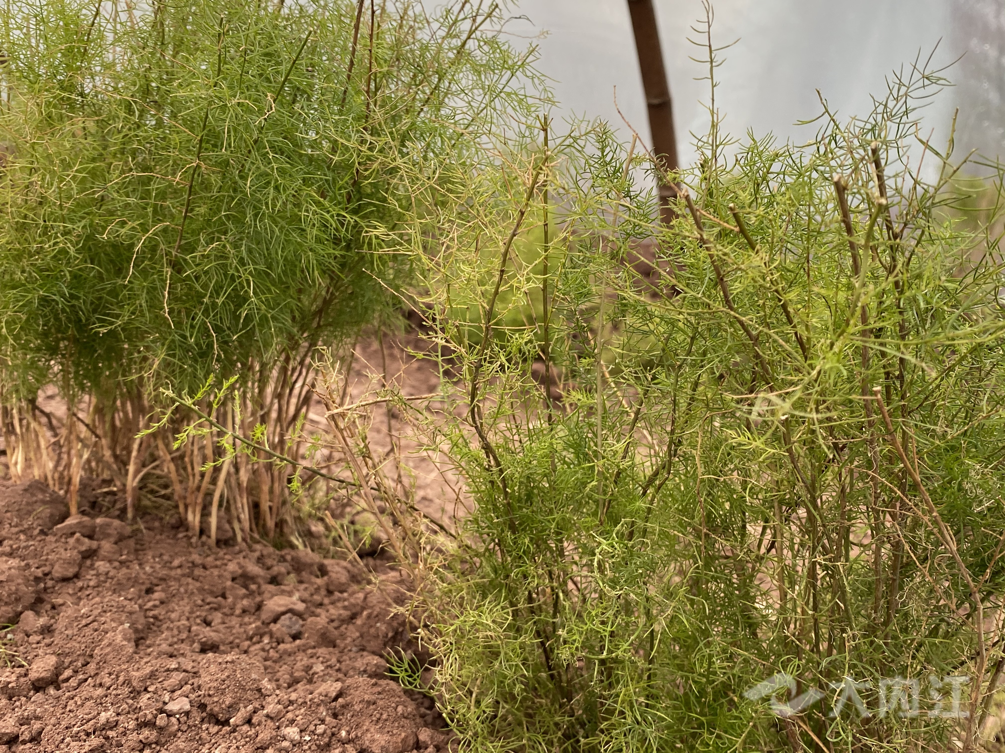 282377_1606897706392135.jpg 药材3.jpg