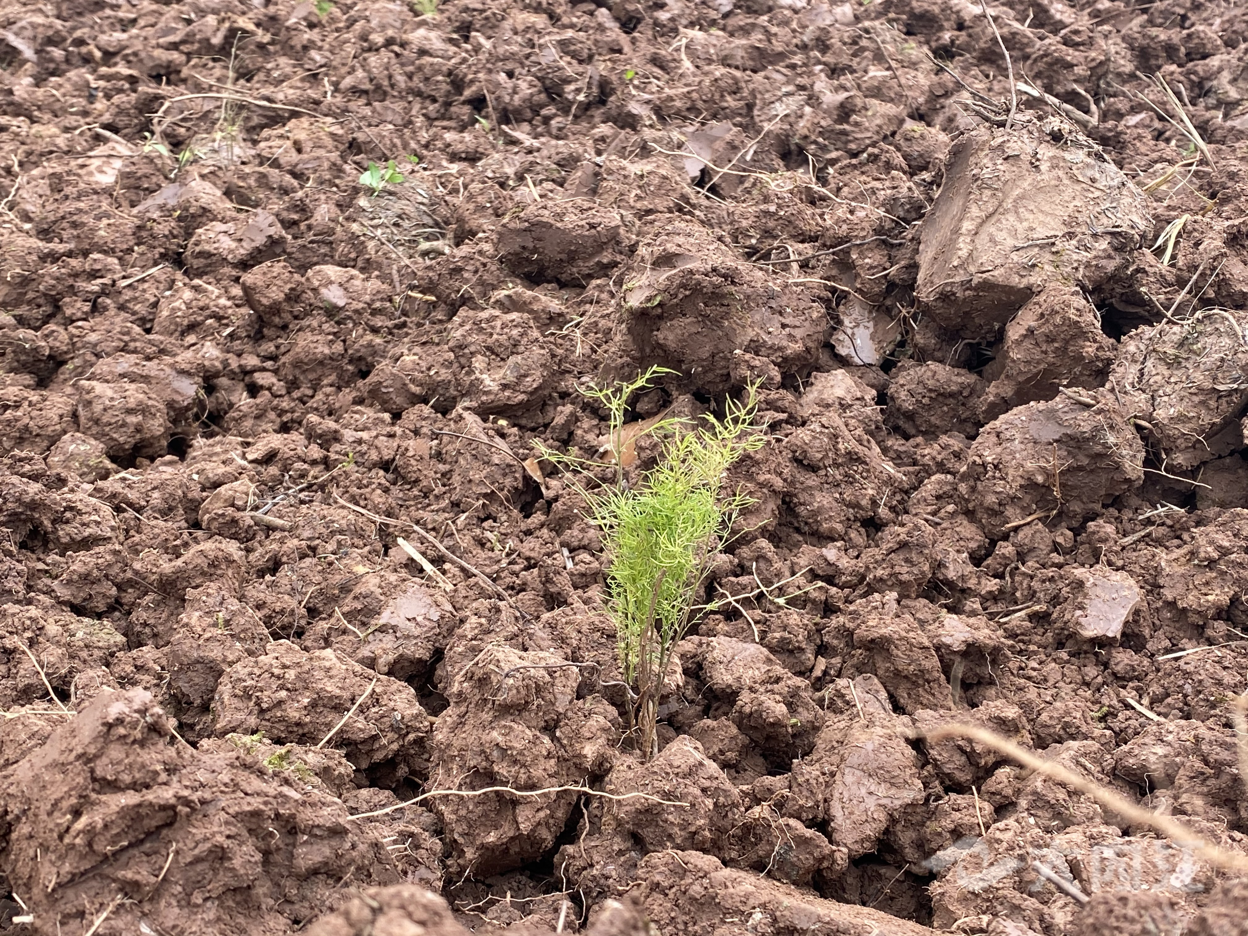 282377_1606897724213519.jpg 药材5.jpg