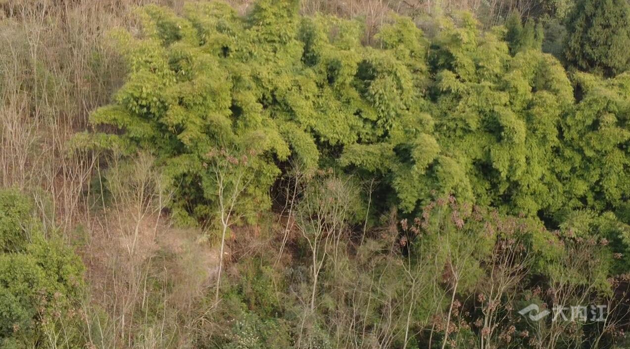 281877_1615430589794350.jpg QQ截图20210311104058.jpg