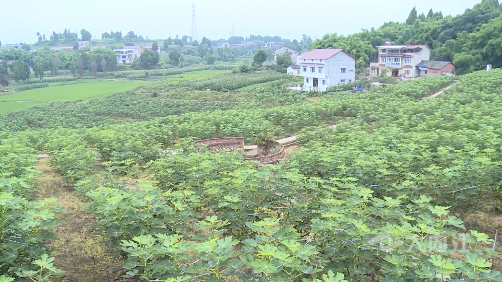 281876_1625641818138616.jpg 微信图片_20210707150846.jpg