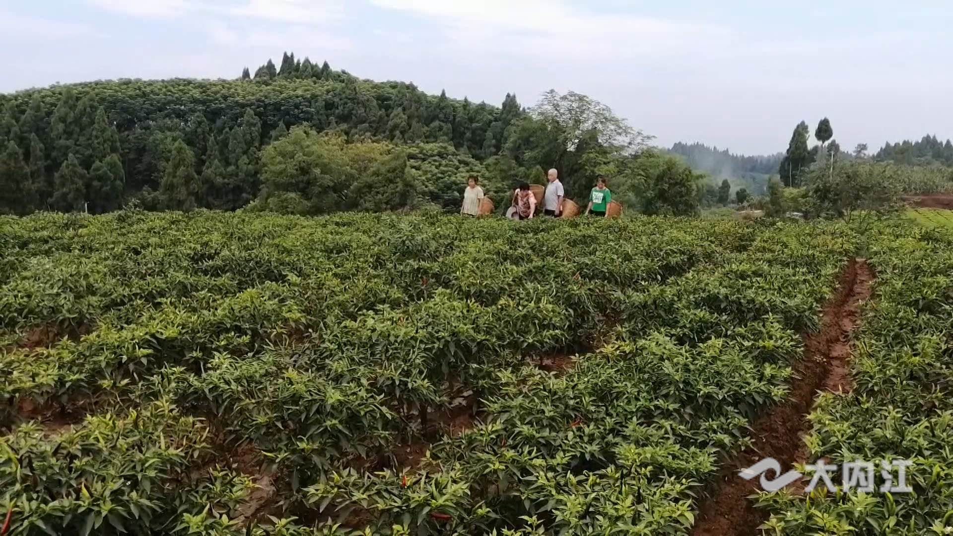 282035_1627094563936521.jpg 3.jpg