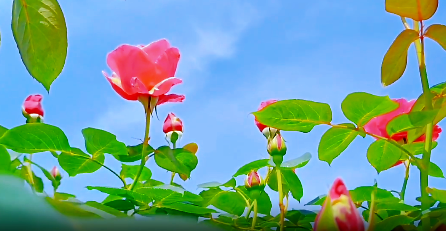 微信截图_20220409111458.png