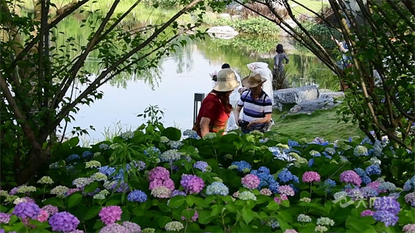 绣球花4.png