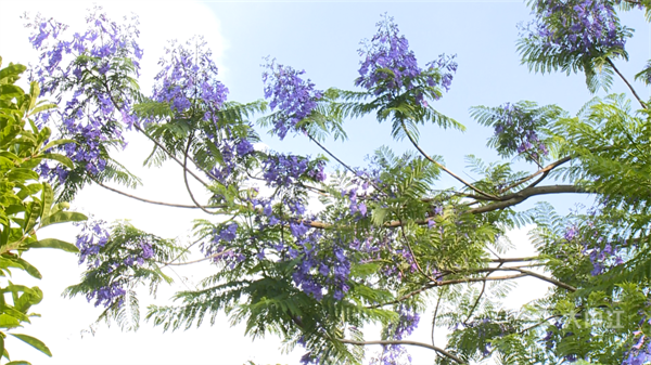 286033_1652236030425419.png 蓝花楹01.png