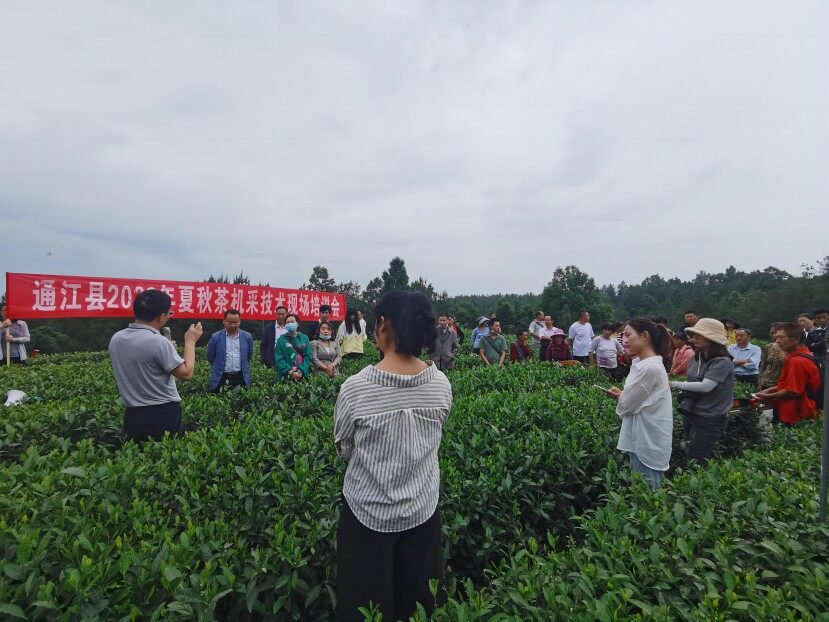 机采技术现场培训会。通江县委宣传部供图